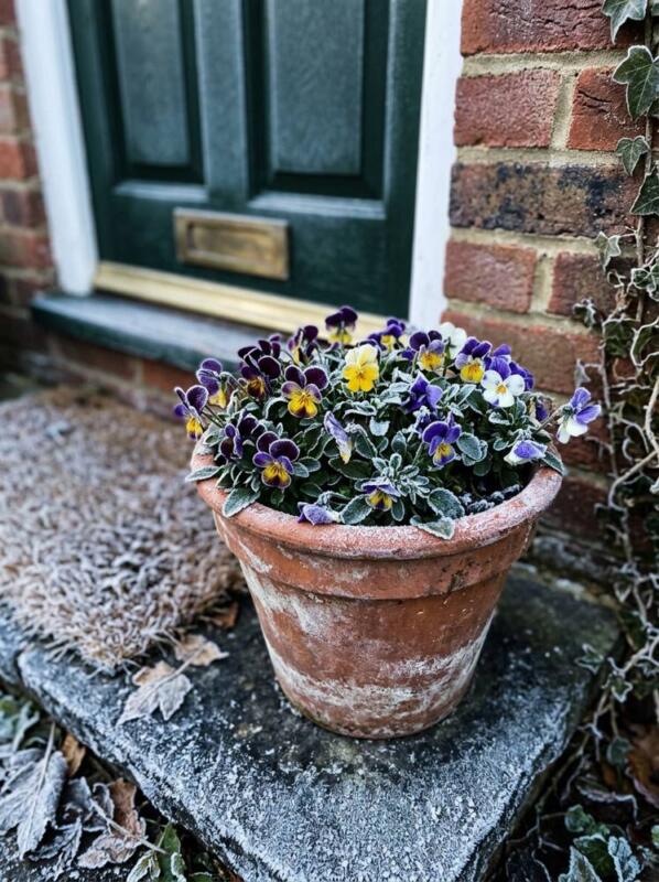 Winter Pansies and Violas – winter flowering plant for UK gardens