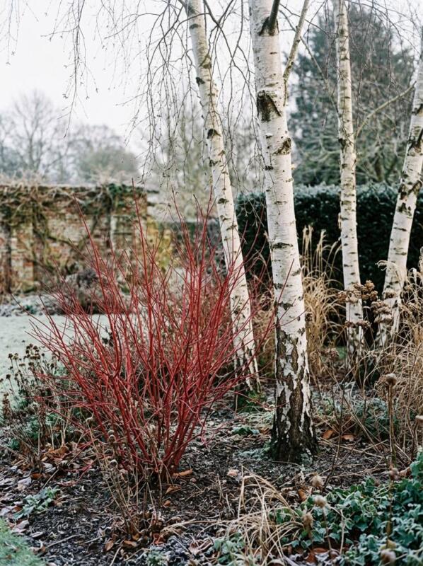 Red Dogwood and Silver Birch – winter garden idea for UK gardens