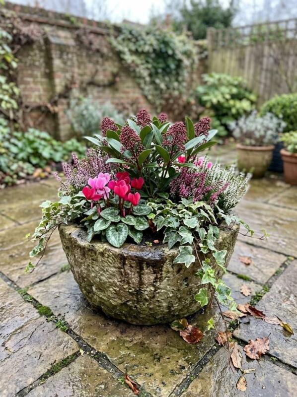 A Winter Container of Cyclamen and Heather – winter garden idea for UK gardens