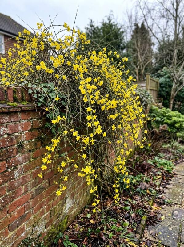Winter Jasmine on a Brick Wall – winter garden idea for UK gardens