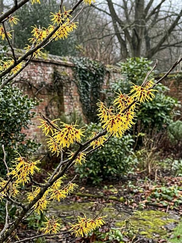 Witch Hazel for Winter Flowers – winter garden idea for UK gardens
