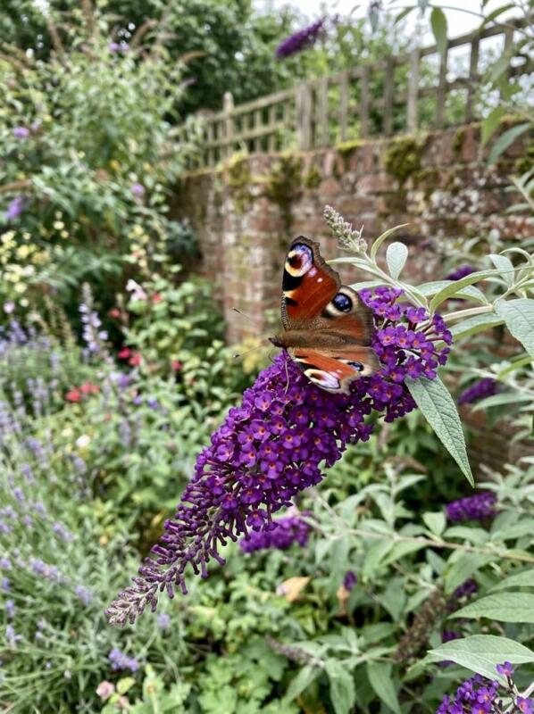 Buddleia for Butterflies – wildlife garden idea for UK gardens