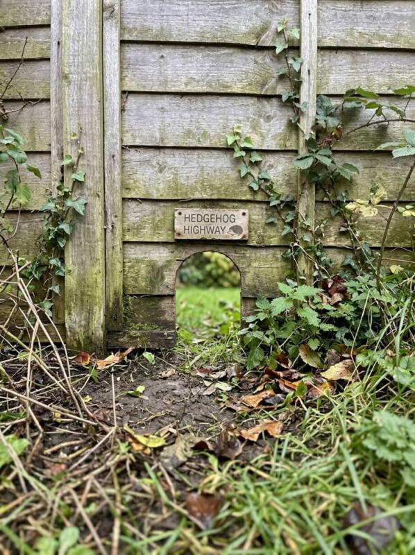 A Hedgehog Highway – wildlife garden idea for UK gardens