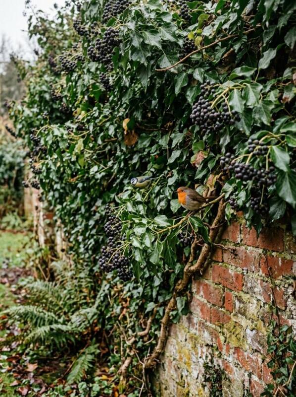 Ivy on a Wall – wildlife garden idea for UK gardens