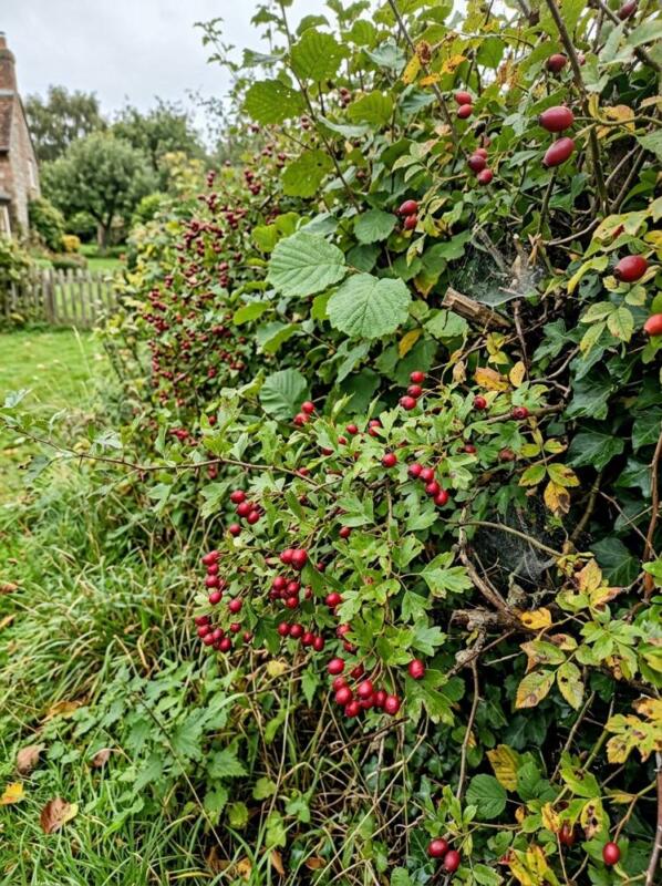 A Native Hedgerow with Berries – wildlife garden idea for UK gardens